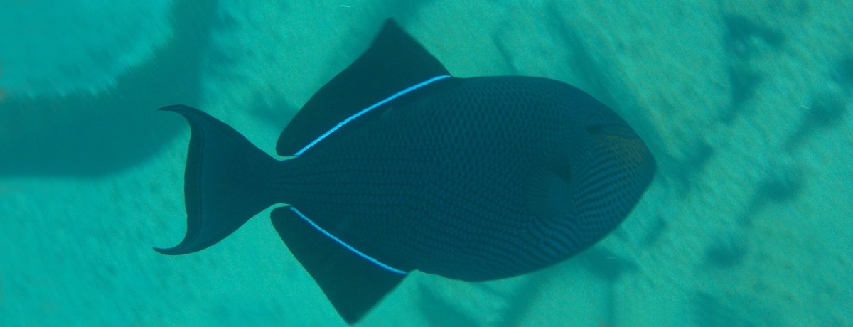 Black durgeon or Black triggerfish