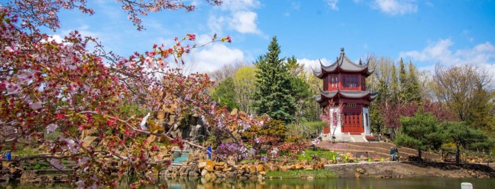 Traditional red pagoda amidst blooming cherry blossoms by tranquil pond under vibrant blue sky. The scene conveys serenity and natural beauty. | Une pagode rouge traditionnelle se dresse au milieu de cerisiers en fleurs, au bord d'un étang paisible, sous un ciel d'un bleu éclatant. La scène respire la sérénité et la beauté de la nature.