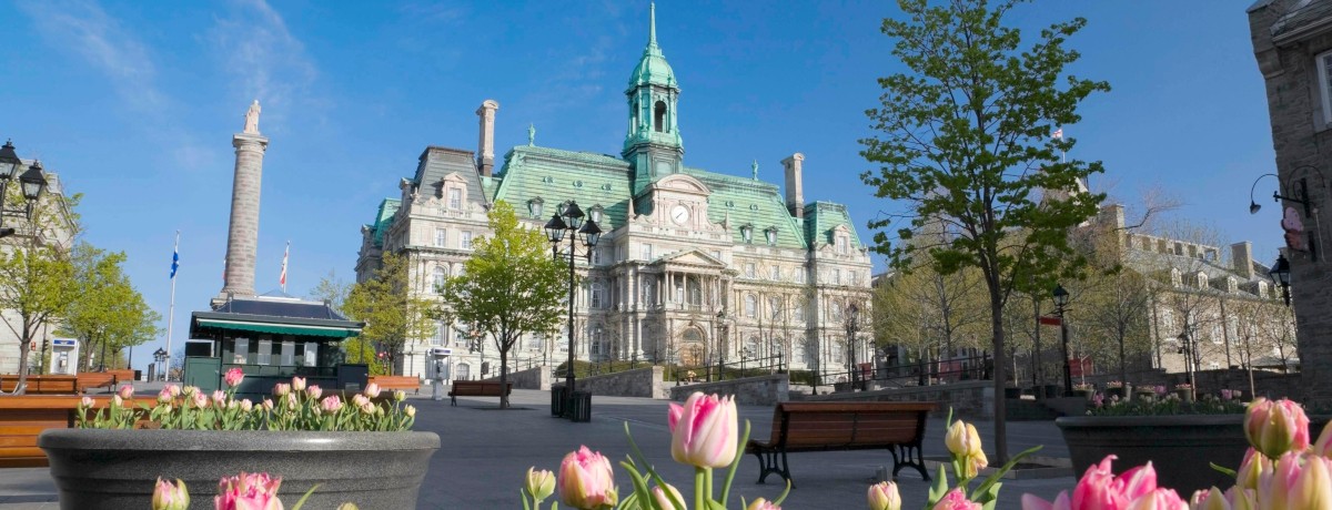 Pink tulips bloom in the foreground of a sunny plaza, with a historic building featuring a green copper roof and clock tower in the background. | Des tulipes roses fleurissent au premier plan d'une place ensoleillée, avec un bâtiment historique doté d'un toit en cuivre vert et d'une tour d'horloge en arrière-plan.